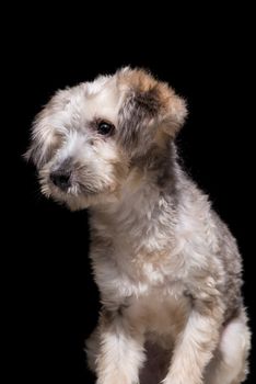 one mongrel dog puppy on a black background. studio shot