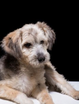 one mongrel dog puppy on a black background. studio shot