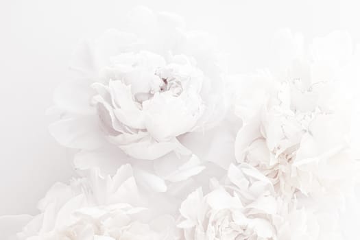 Pure white peony flowers as floral art background, wedding decor and luxury branding design