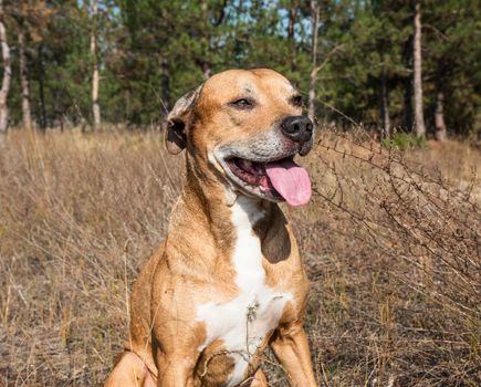  American pit bulls outdoors, summer day