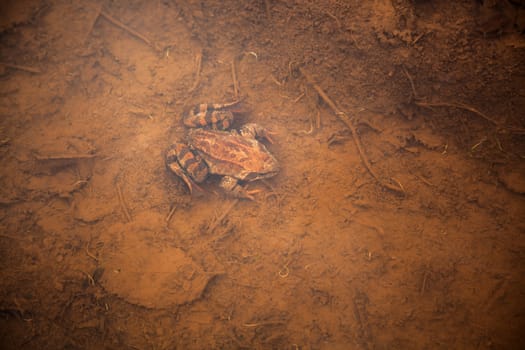 European brown toad floats in pond water