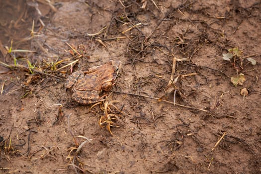 European brown toad floats in pond water