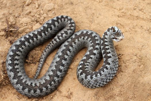 Grey viper or adder venomous snake in attacking or defencive pose rolled in knit on brown spring soil or ground pathway among old leaves, grass and branches