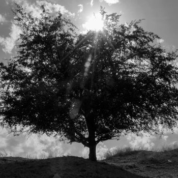 a single tree against a blue sky with clouds and sunlight