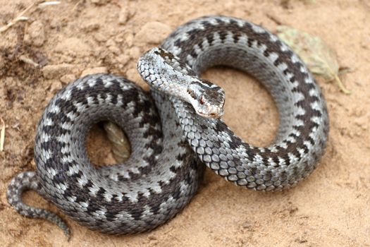 Grey viper or adder venomous snake in attacking or defencive pose rolled in knit on brown spring soil or ground pathway among old leaves, grass and branches