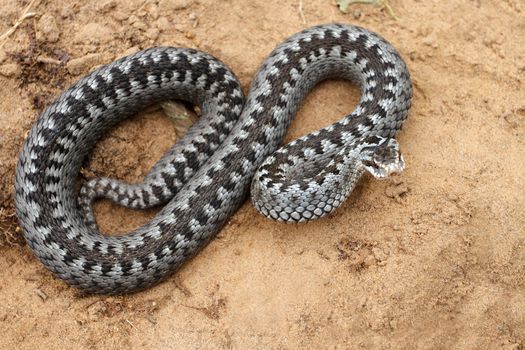 Grey viper or adder venomous snake in attacking or defencive pose rolled in knit on brown spring soil or ground pathway among old leaves, grass and branches