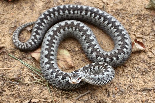 Grey viper or adder venomous snake in attacking or defencive pose rolled in knit on brown spring soil or ground pathway among old leaves, grass and branches