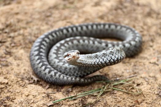 Grey viper or adder venomous snake in attacking or defencive pose rolled in knit on brown spring soil or ground pathway among old leaves, grass and branches