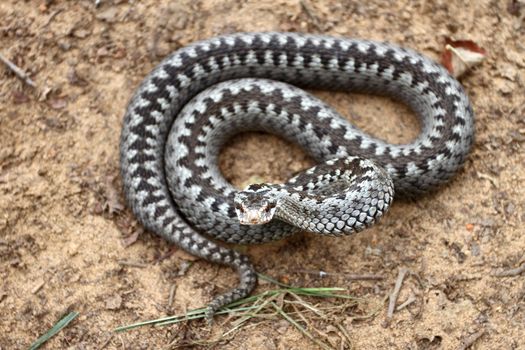 Grey viper or adder venomous snake in attacking or defencive pose rolled in knit on brown spring soil or ground pathway among old leaves, grass and branches