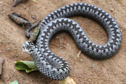 Grey viper or adder venomous snake in attacking or defencive pose rolled in knit on brown spring soil or ground pathway among old leaves, grass and branches