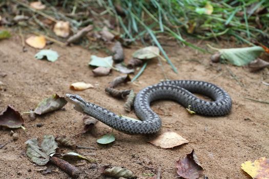 Grey viper or adder venomous snake in attacking or defencive pose rolled in knit on brown spring soil or ground pathway among old leaves, grass and branches