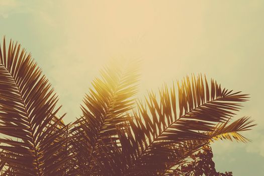 Tropical palm tree leaves in hot summer day as vintage background, nature and travel concept