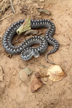 Grey viper or adder venomous snake in attacking or defencive pose rolled in knit on brown spring soil or ground pathway among old leaves, grass and branches