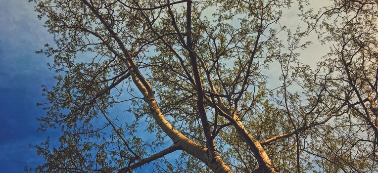 Beautiful trees and sky at sunset in spring, nature and background