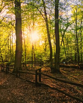 Spring forest landscape at sunset or sunrise, nature and environment