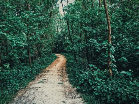 Mystery woods as wilderness landscape, amazing trees in green forest, nature and environment scenery