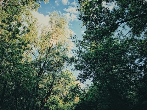 Mystery woods as wilderness landscape, amazing trees in green forest, nature and environment scenery