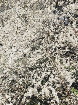 Blooming apple tree flowers in spring as floral background, nature and agriculture