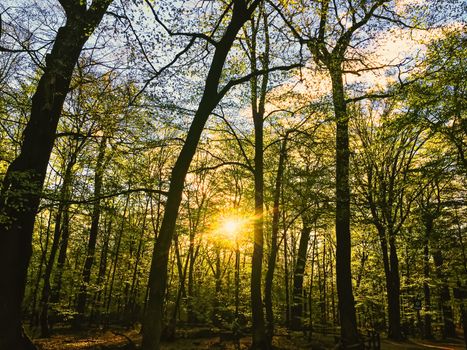 Spring forest landscape at sunset or sunrise, nature and environment