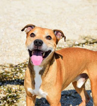 red-haired American pit bull outdoors