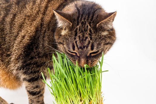 gray domestic tabby cat eating fresh green grass close-up on white background with selective focus and blur.
