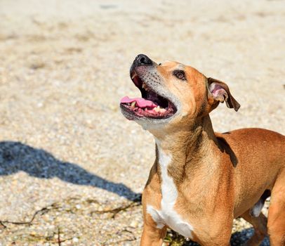 red-haired American pit bull outdoors