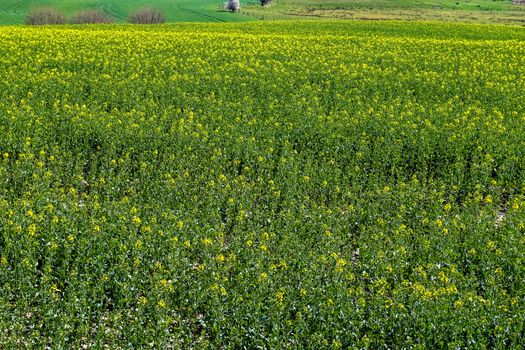 Yellow field of flowering rape and tree against a blue sky with clouds, natural landscape background with copy space, Germany Europe.