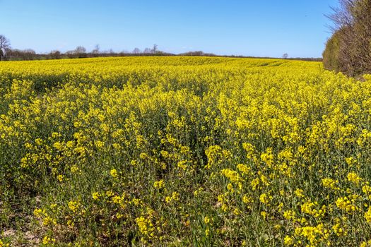 Yellow field of flowering rape and tree against a blue sky with clouds, natural landscape background with copy space, Germany Europe.