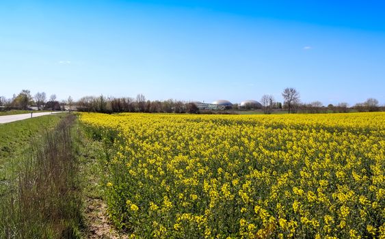 Yellow field of flowering rape and tree against a blue sky with clouds, natural landscape background with copy space, Germany Europe.