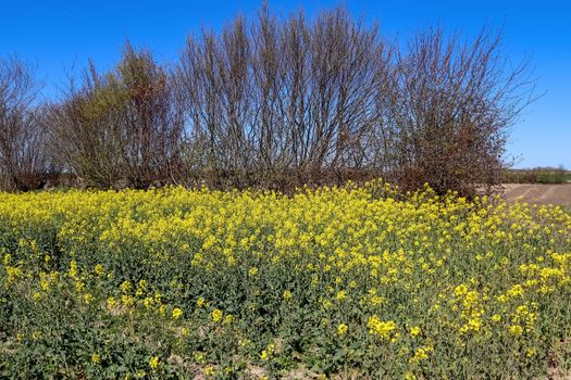 Yellow field of flowering rape and tree against a blue sky with clouds, natural landscape background with copy space, Germany Europe.