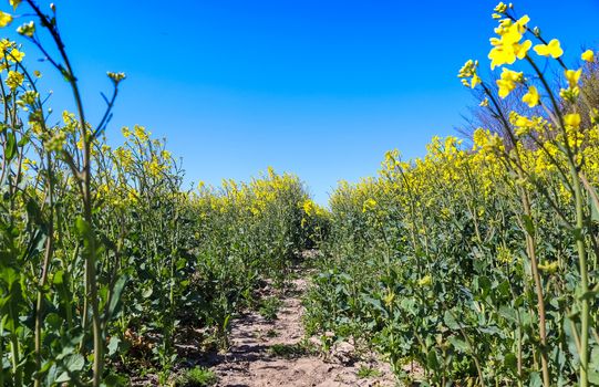 Yellow field of flowering rape and tree against a blue sky with clouds, natural landscape background with copy space, Germany Europe.