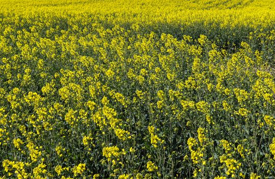 Yellow field of flowering rape and tree against a blue sky with clouds, natural landscape background with copy space, Germany Europe.