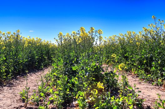 Yellow field of flowering rape and tree against a blue sky with clouds, natural landscape background with copy space, Germany Europe.