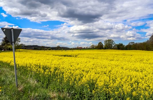 Yellow field of flowering rape and tree against a blue sky with clouds, natural landscape background with copy space, Germany Europe.