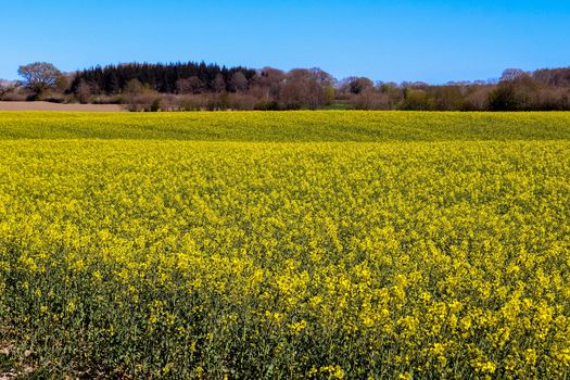 Yellow field of flowering rape and tree against a blue sky with clouds, natural landscape background with copy space, Germany Europe.