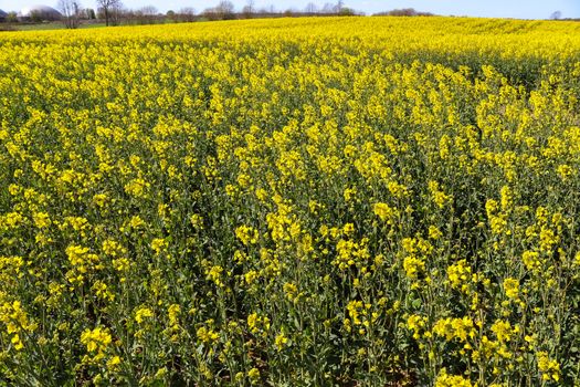 Yellow field of flowering rape and tree against a blue sky with clouds, natural landscape background with copy space, Germany Europe.