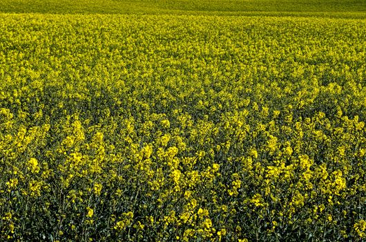 Yellow field of flowering rape and tree against a blue sky with clouds, natural landscape background with copy space, Germany Europe.