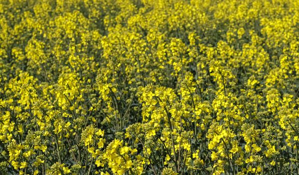 Yellow field of flowering rape and tree against a blue sky with clouds, natural landscape background with copy space, Germany Europe.