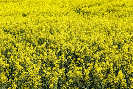 Yellow field of flowering rape and tree against a blue sky with clouds, natural landscape background with copy space, Germany Europe.