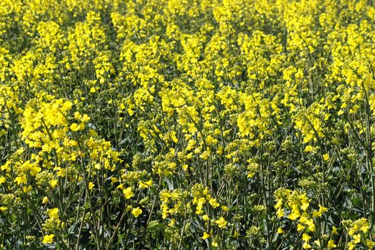 Yellow field of flowering rape and tree against a blue sky with clouds, natural landscape background with copy space, Germany Europe.