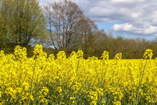 Yellow field of flowering rape and tree against a blue sky with clouds, natural landscape background with copy space, Germany Europe.