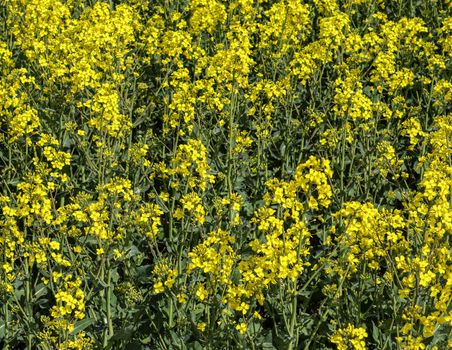 Yellow field of flowering rape and tree against a blue sky with clouds, natural landscape background with copy space, Germany Europe.