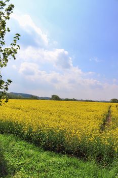 Yellow field of flowering rape and tree against a blue sky with clouds, natural landscape background with copy space, Germany Europe.