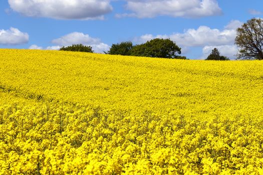 Yellow field of flowering rape and tree against a blue sky with clouds, natural landscape background with copy space, Germany Europe.