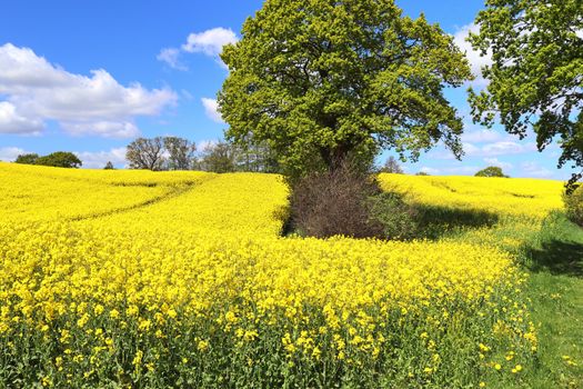 Yellow field of flowering rape and tree against a blue sky with clouds, natural landscape background with copy space, Germany Europe.