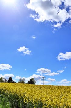 Yellow field of flowering rape and tree against a blue sky with clouds, natural landscape background with copy space, Germany Europe.