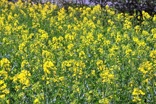 Yellow field of flowering rape and tree against a blue sky with clouds, natural landscape background with copy space, Germany Europe.