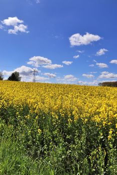 Yellow field of flowering rape and tree against a blue sky with clouds, natural landscape background with copy space, Germany Europe.