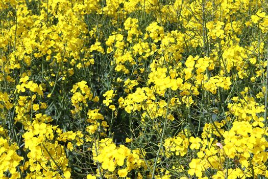 Yellow field of flowering rape and tree against a blue sky with clouds, natural landscape background with copy space, Germany Europe.