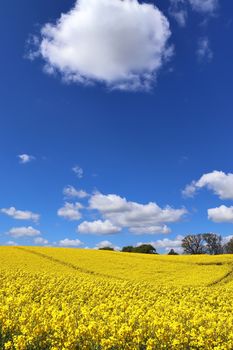 Yellow field of flowering rape and tree against a blue sky with clouds, natural landscape background with copy space, Germany Europe.